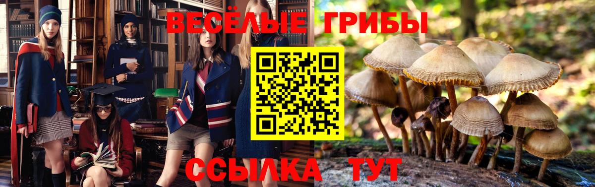 Псилоцибиновые грибы мухоморы  Вход с VPN  Лосино-Петровский  цена наркотик  Галлюциногенные грибы Psilocybe 